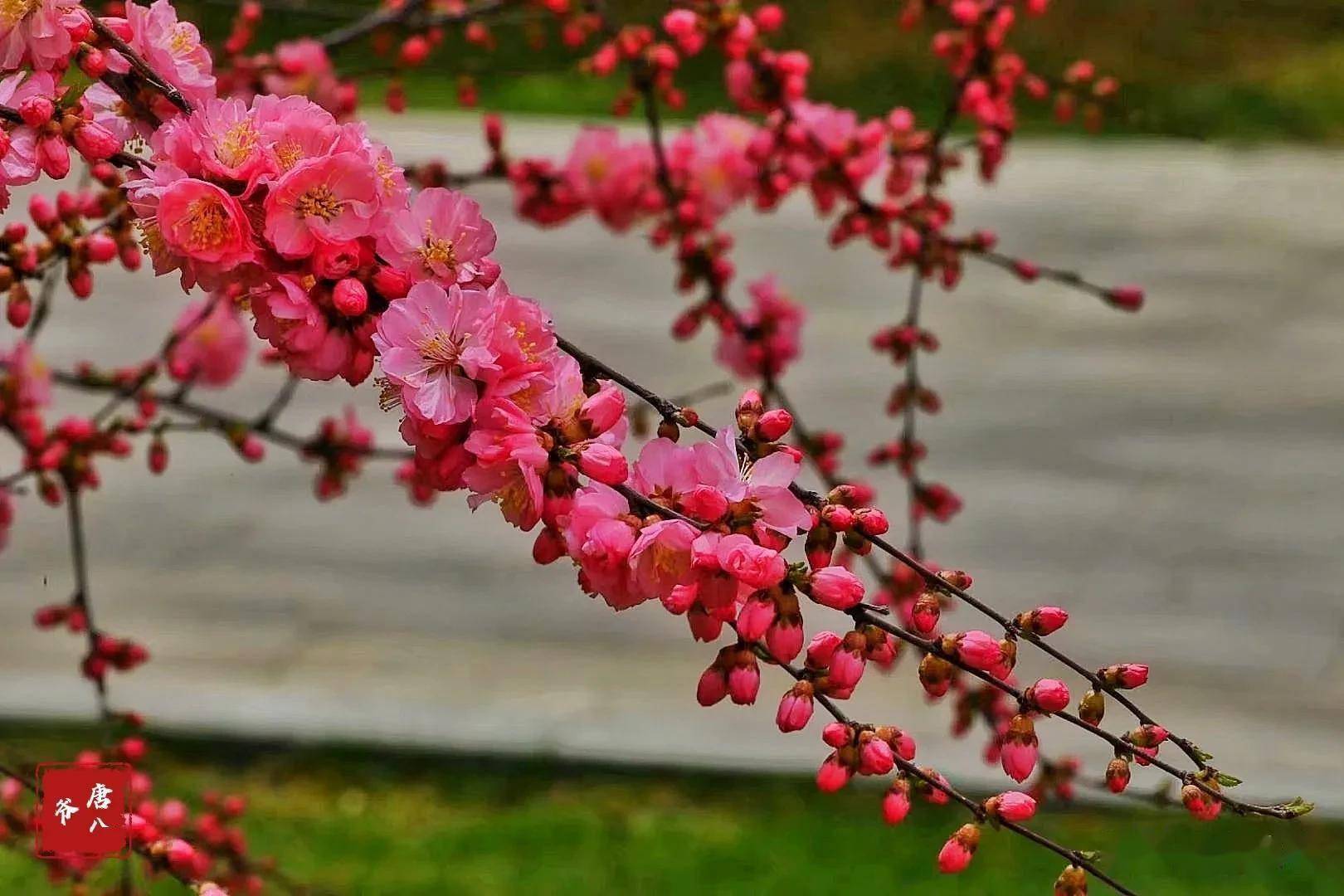 鹿儿岛红梅花图片图片