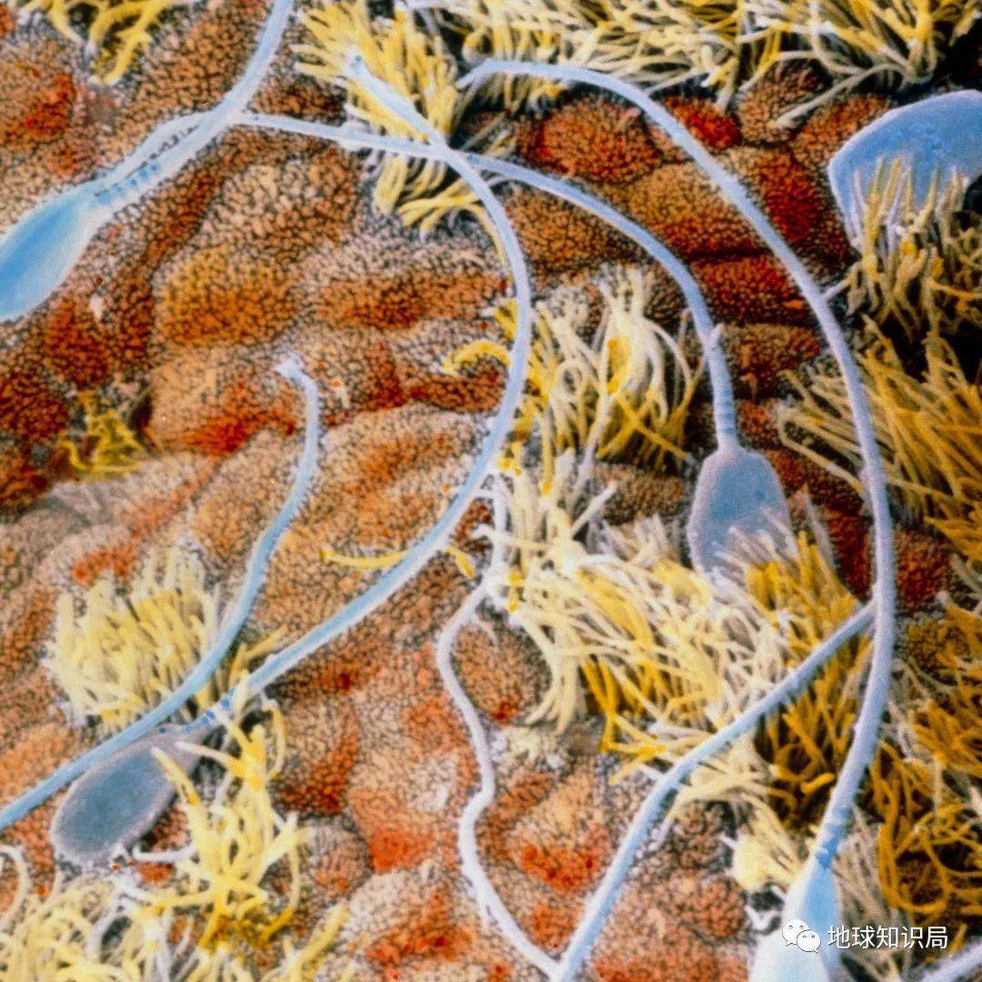 男人精子数量,断崖式下降!| 地球知识局_研究_男性_过程