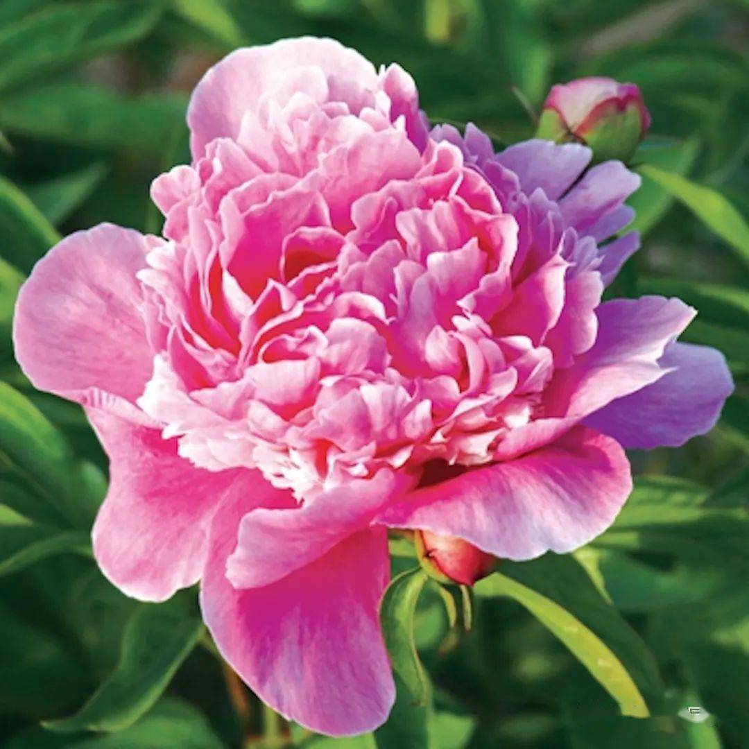 北京林业大学6个芍药新品种国际登录 | 品种_花瓣_粉色_栽培