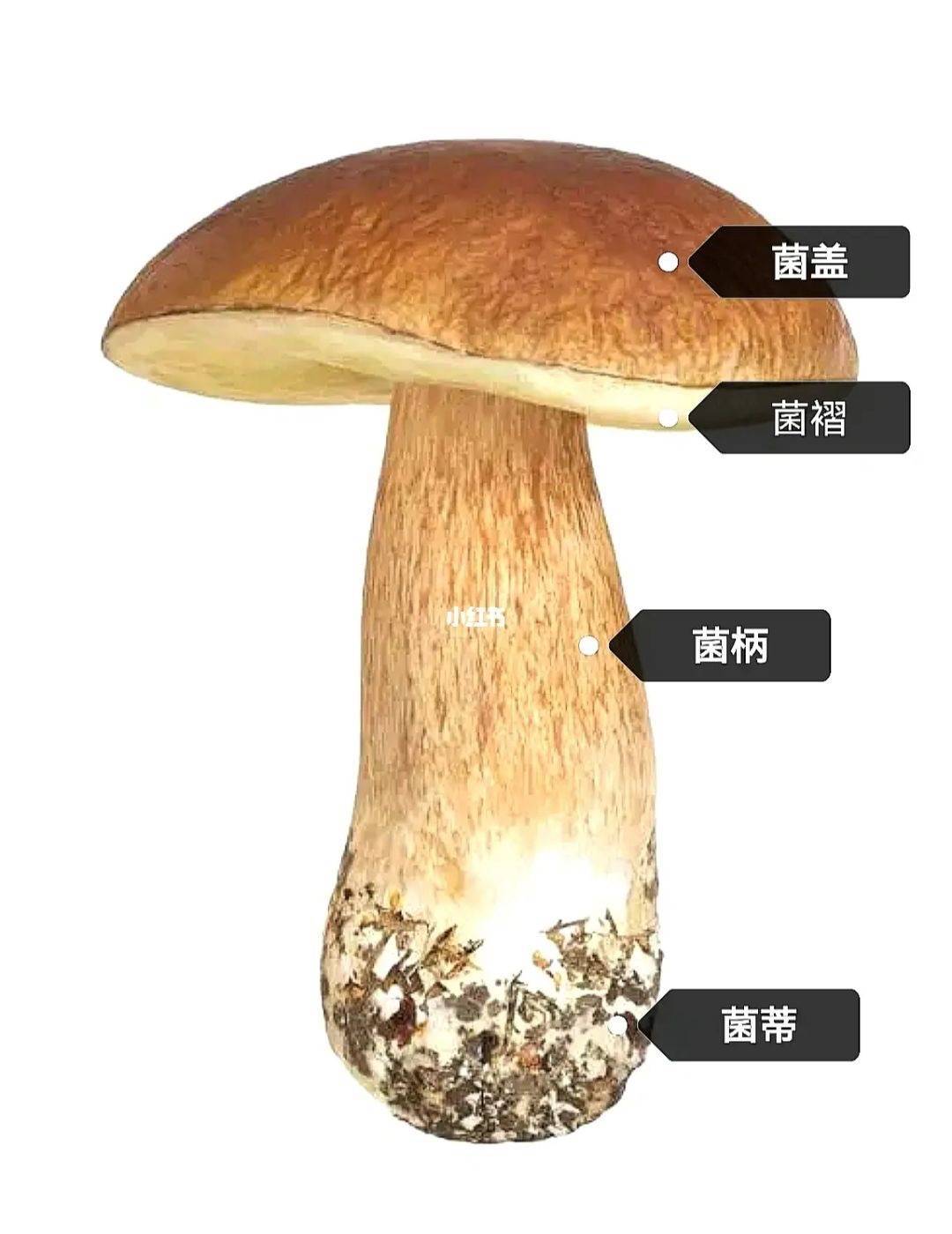 蘑菇菌褶横切面轮廓图图片