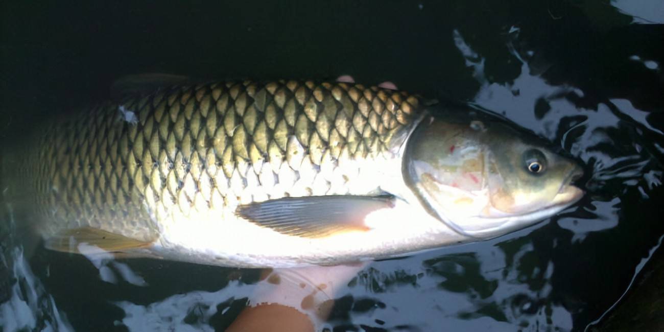 如何養殖脆肉皖魚,脆肉魚養殖技術管理_池塘_維諾_飼料