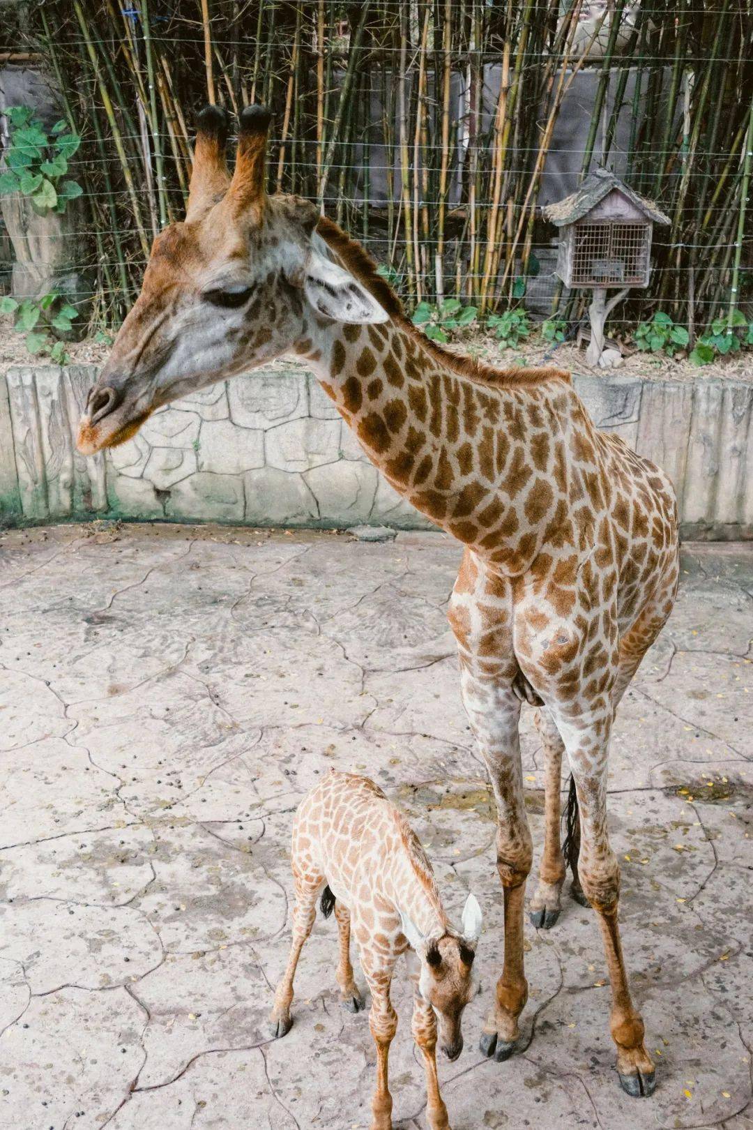 顺德长鹿1大1小亲子年卡~500元游乐金 无限次(动物园 矿洞海洋馆) 单