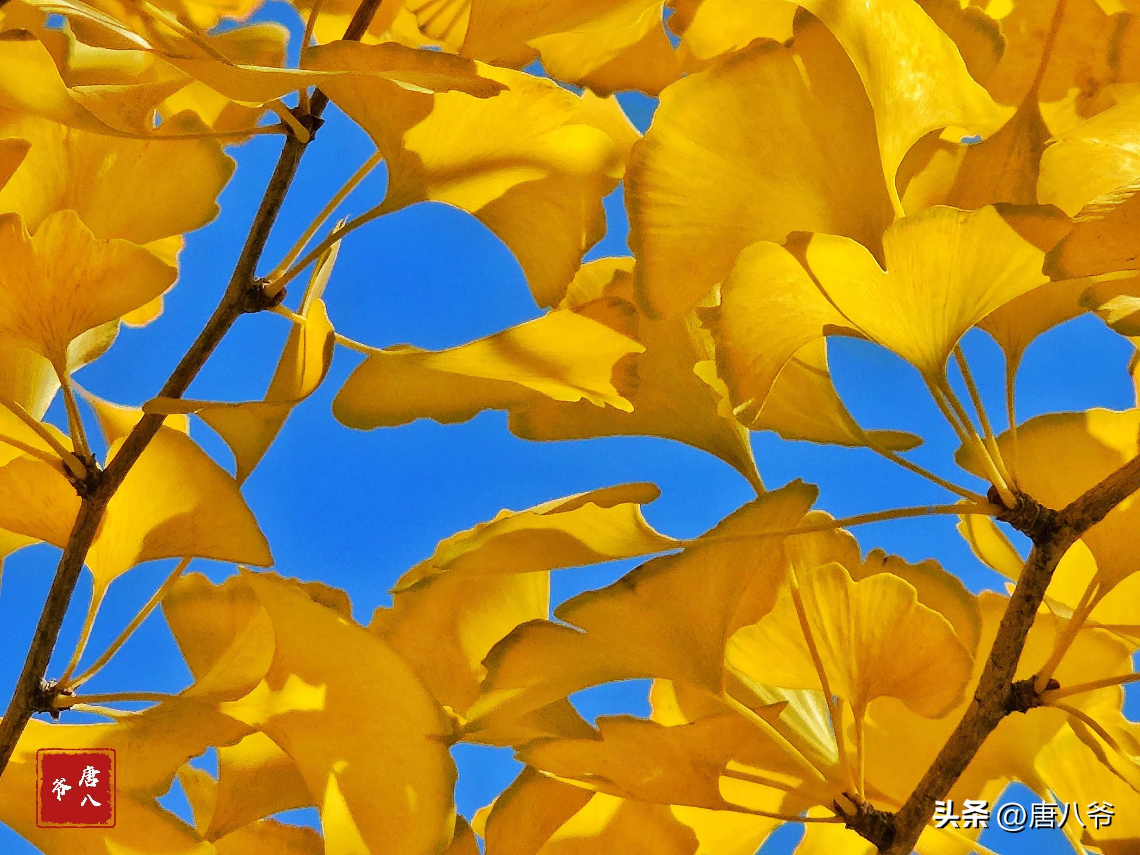 秋天的银杏叶_阳光_一阵风_满天