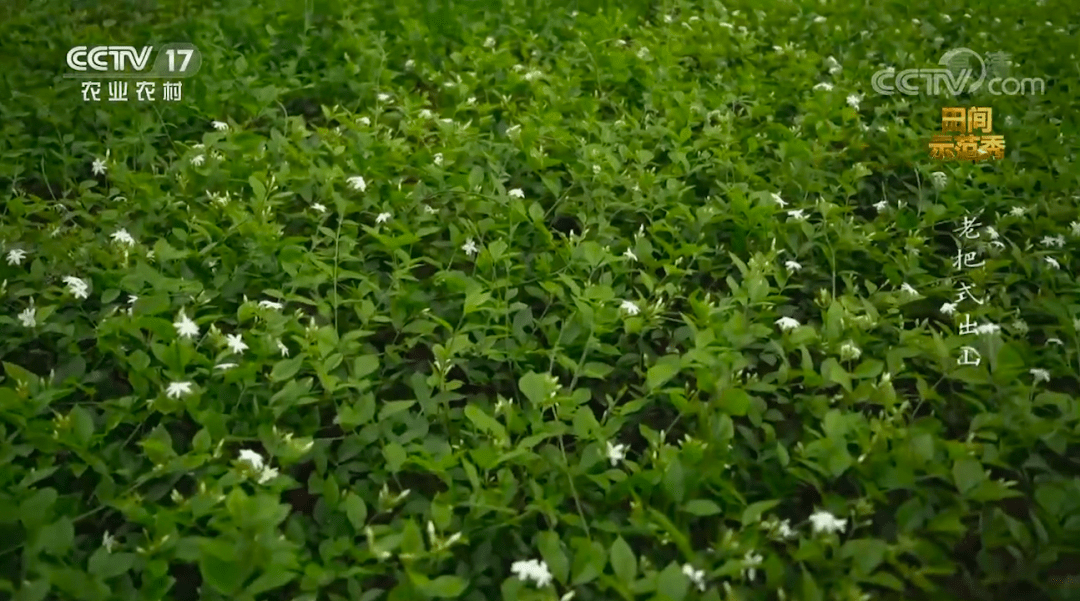 茉莉花批发基地多少钱一棵