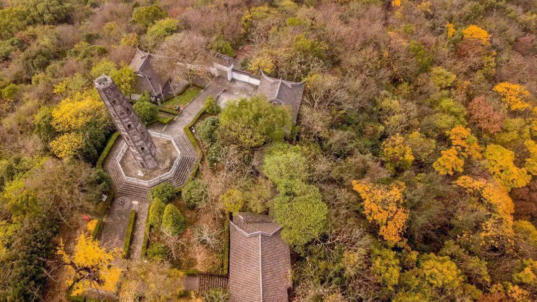 天马山的银杏黄了,抓住秋天的影子,来佘山度假区寻找最后一抹秋色!