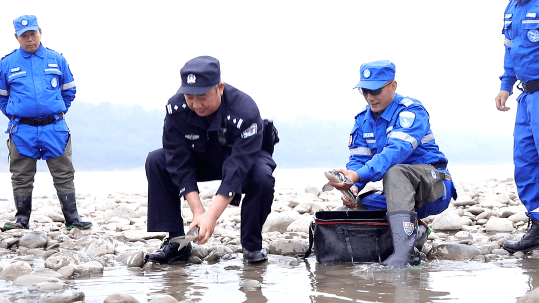 國家三有保護動物灰胸竹雞犯罪嫌疑人1名,繳獲誘捕工具電媒3套,