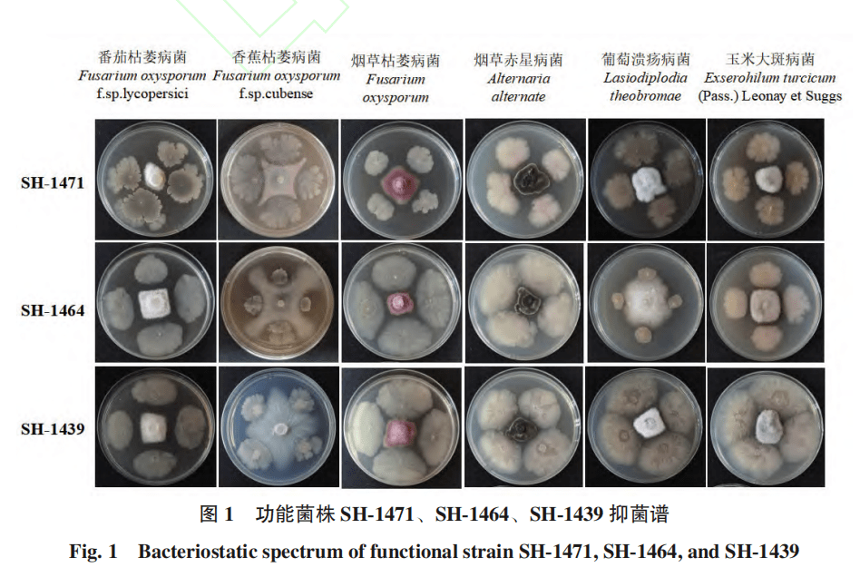 基于健康烟草根际土壤,分离筛选具功能多样化,活性高的菌株,为作物