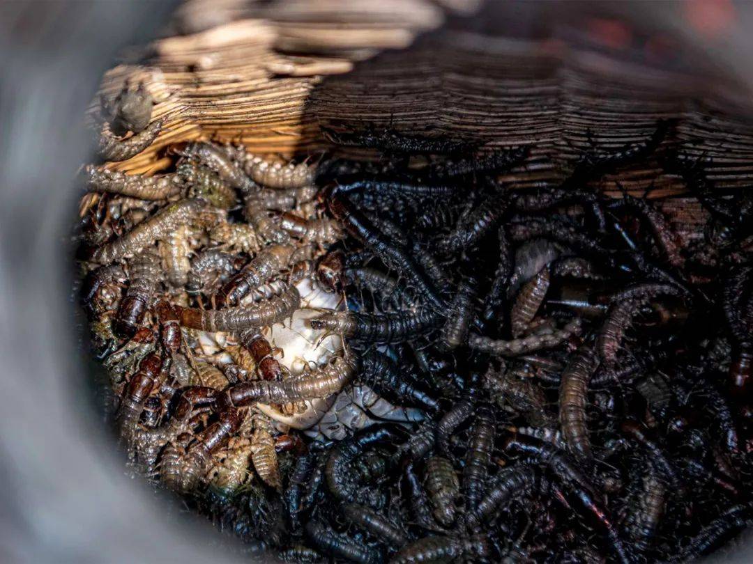 如今价值十分珍贵,120元/斤,冬天很多人去河里捉_沙虫_养殖_虫子