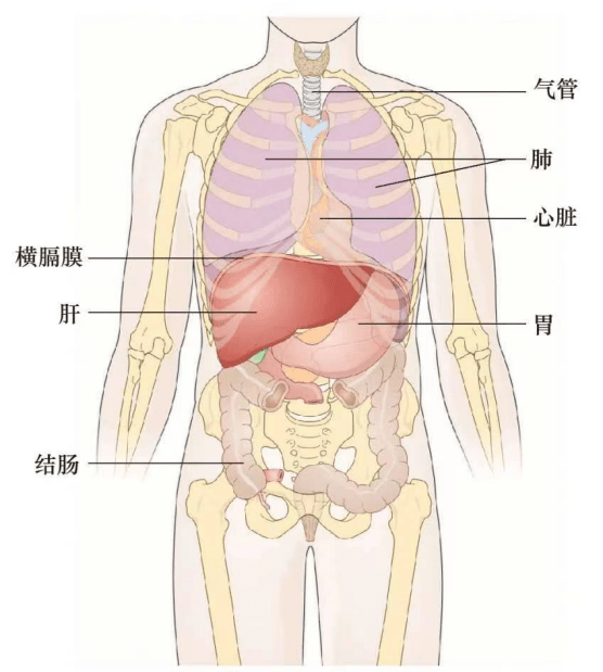 女性身体结构部位腹部图片