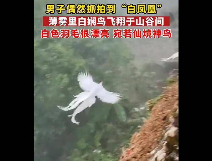 福建游客拍到"白凤凰"!传说中的神鸟下凡,真实身份是只野鸡?