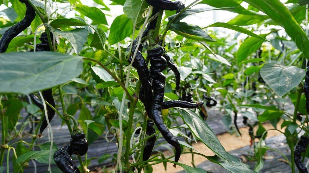 茄子苗种植时间