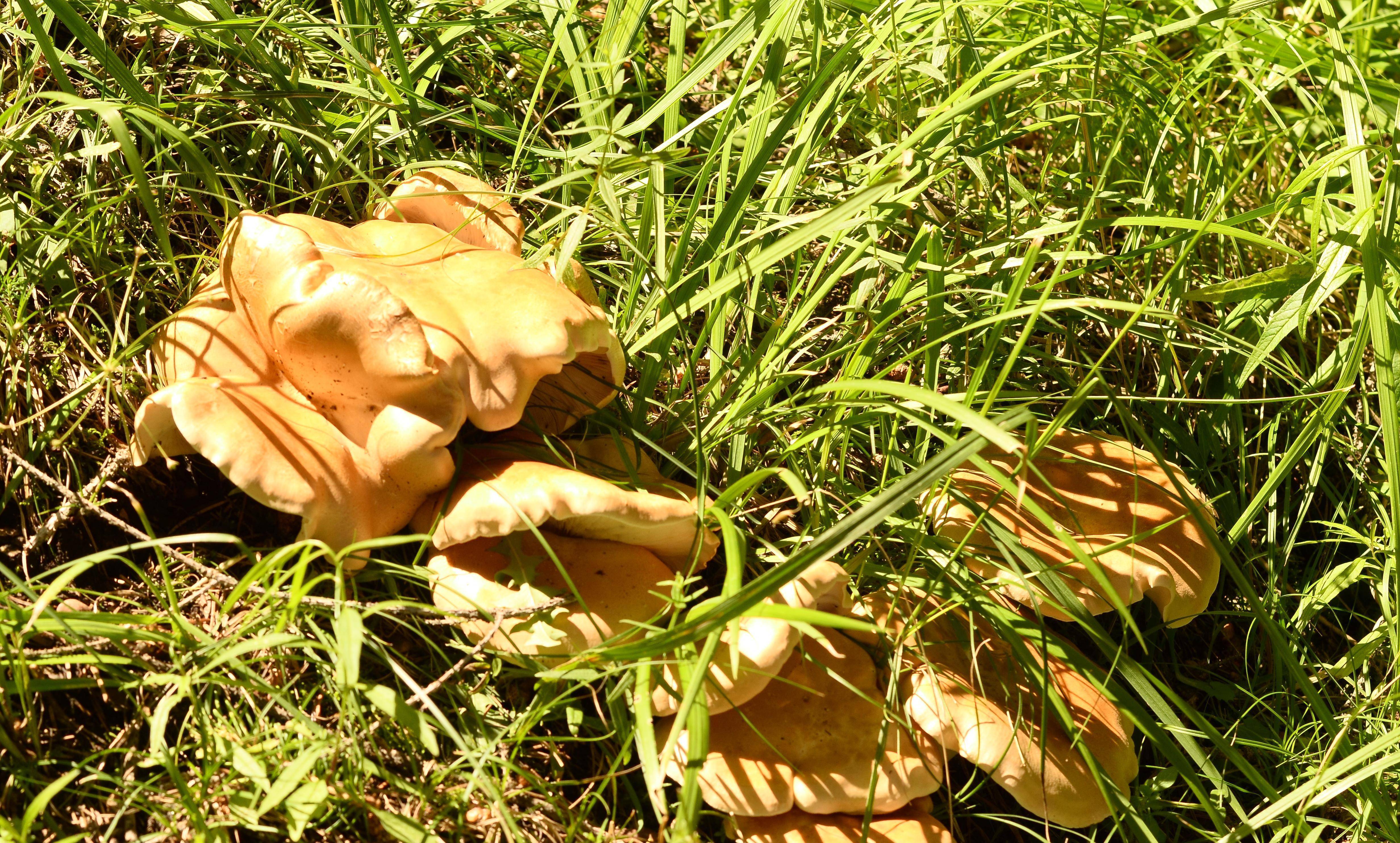 新疆野蘑菇种类图片