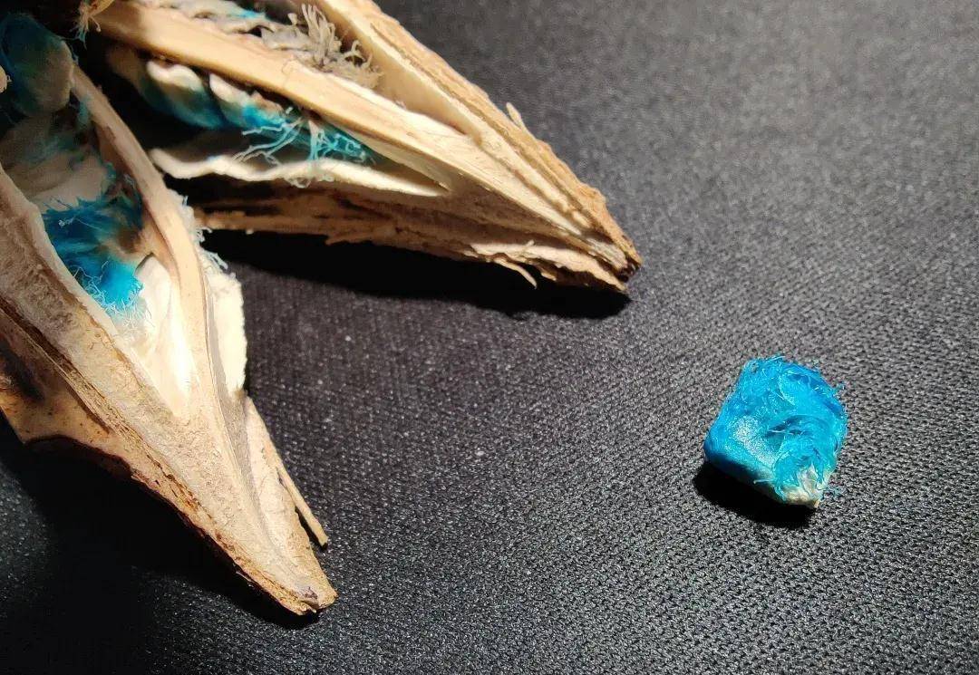 沙漠旅人并不需要旅人蕉,正如旅人蕉也不需要旅人_植物_马达加斯加