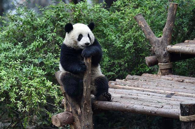 国宝外交,第一只惨遭退货的熊猫,真相令人哭笑不得_暖暖_动物园_中国