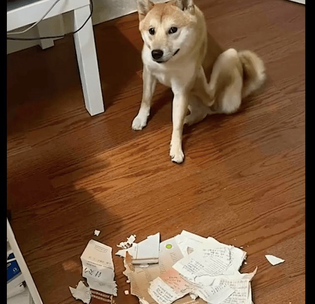 半夜主人被吵醒，发现狗把考研书咬烂了，狗：咬过就是要过，懂？