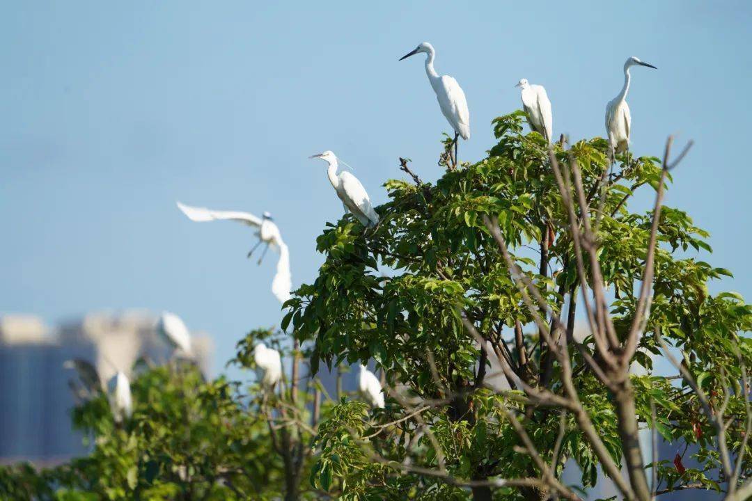 西临黄杨河,水网环村三板湿地生态园位于珠海金湾三板村这里也是属于