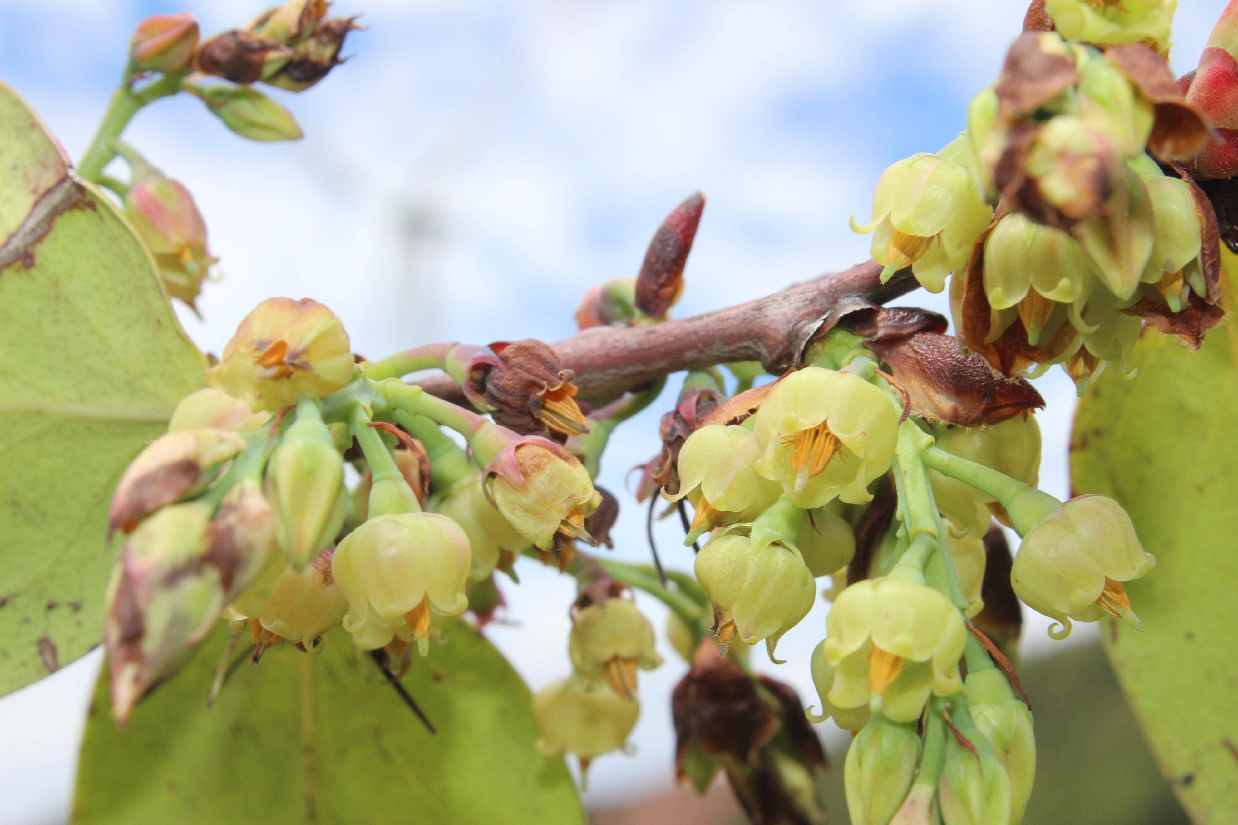 明朝贡品!云南大理祥云雀嘴茶