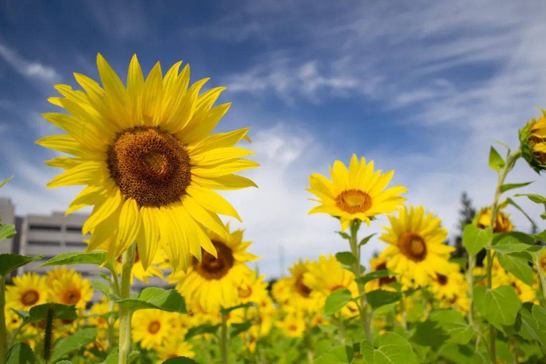 京东全面盈利后,刘强东给高管降薪为员工增福利-家电圈官网