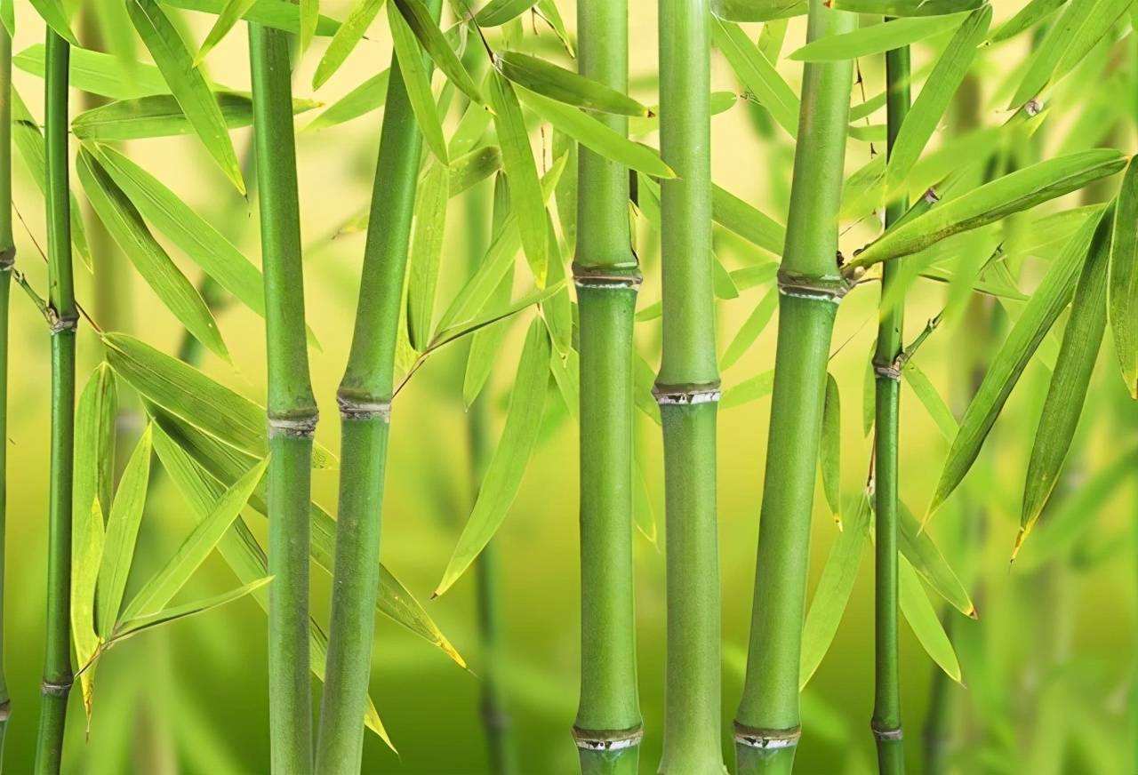 竹子开花有多不祥?_死亡_人们_自然