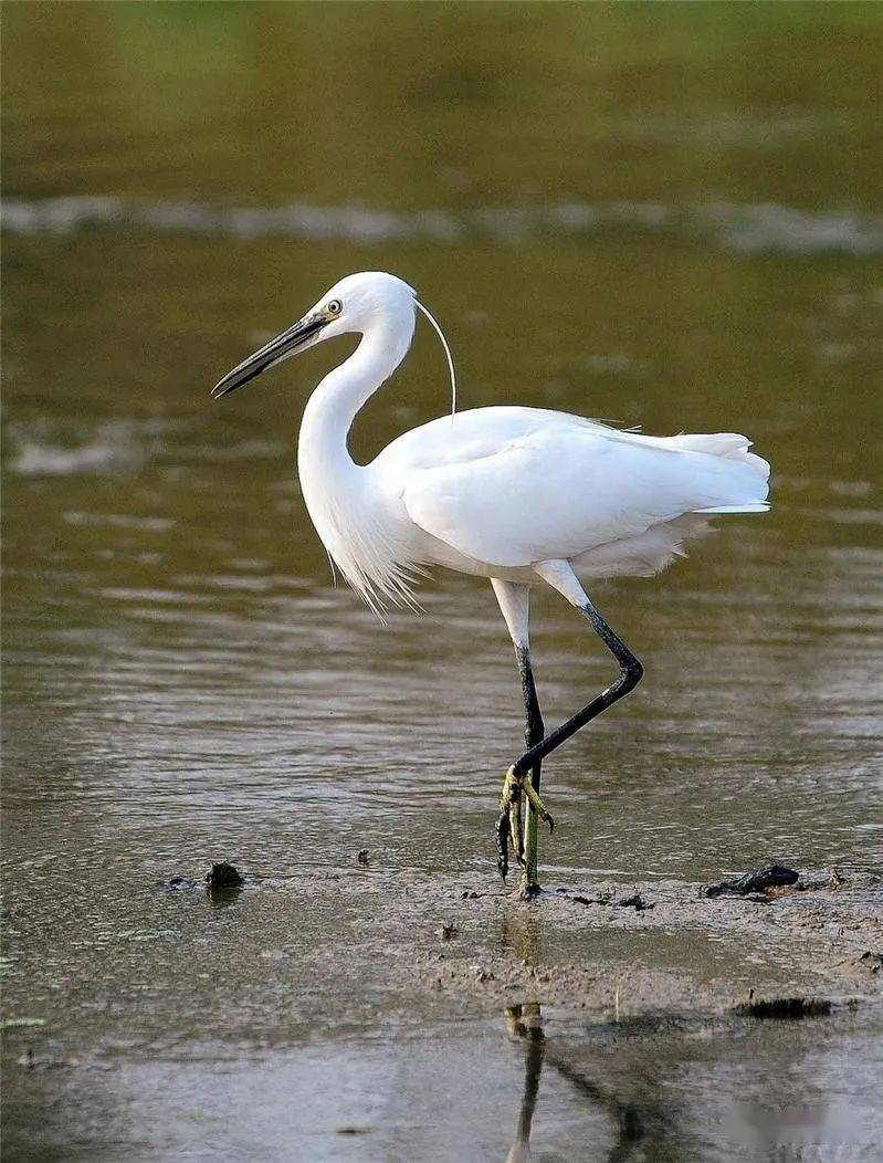 闲话佘山|鹭影婆娑北竿山_鹭鸶_白鹭分_历史