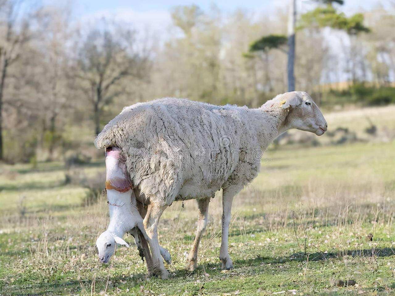 母羊临产征兆图解图片