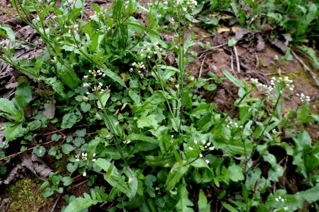 野生荠菜什么时候有图片