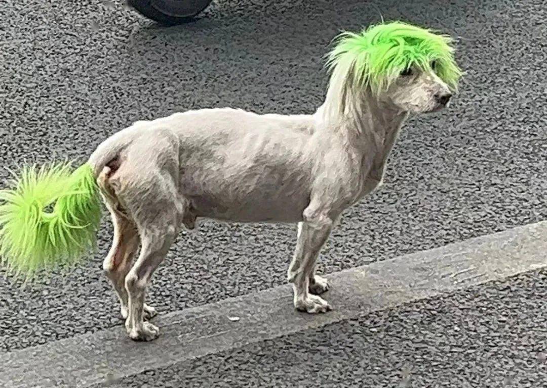 从富贵到落魄,非主流绿毛狗流浪记:几乎半个成都的人都见过!