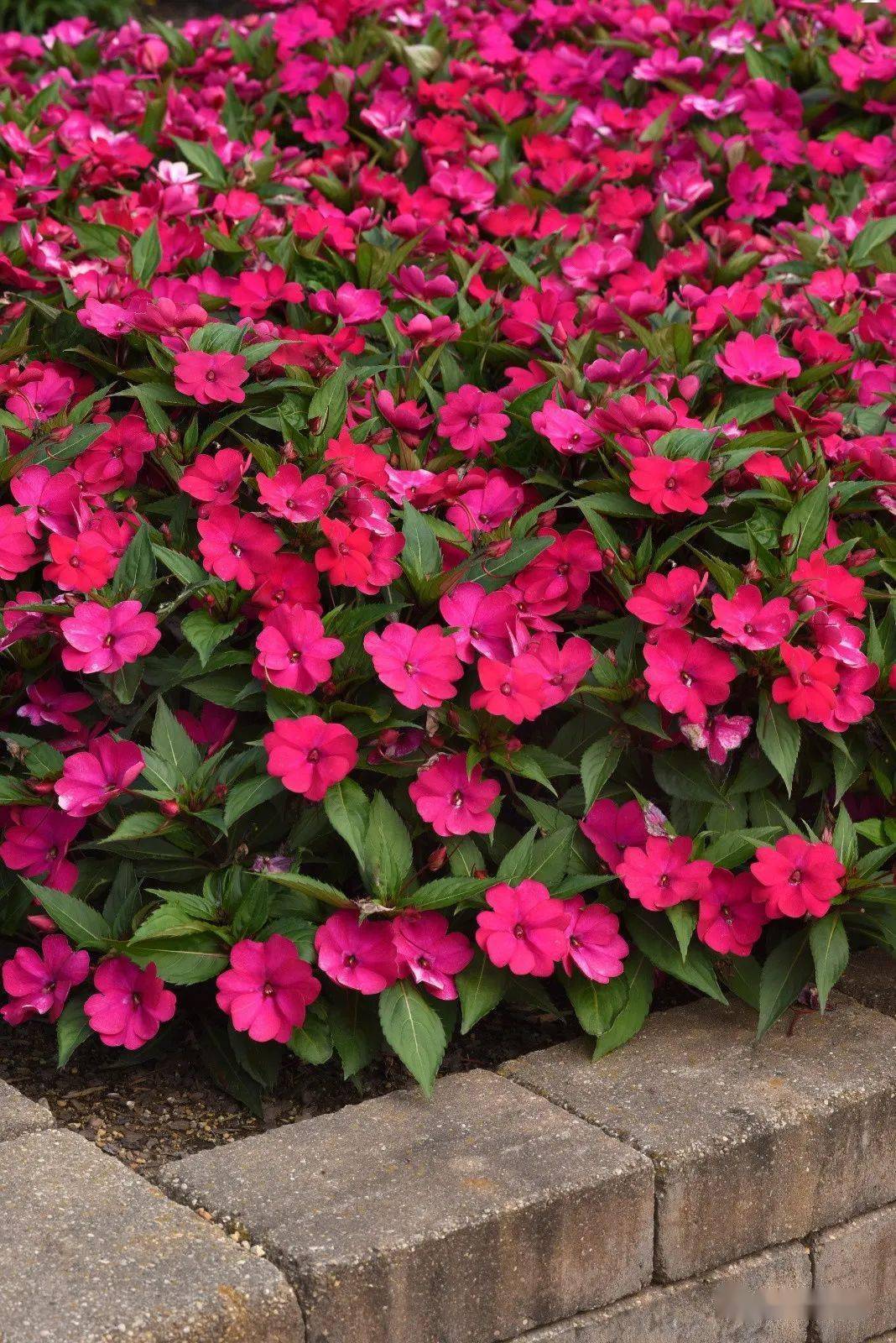 【精选耐热型品种】第一个种子繁殖的种间杂交超级凤仙品种-夏日 新