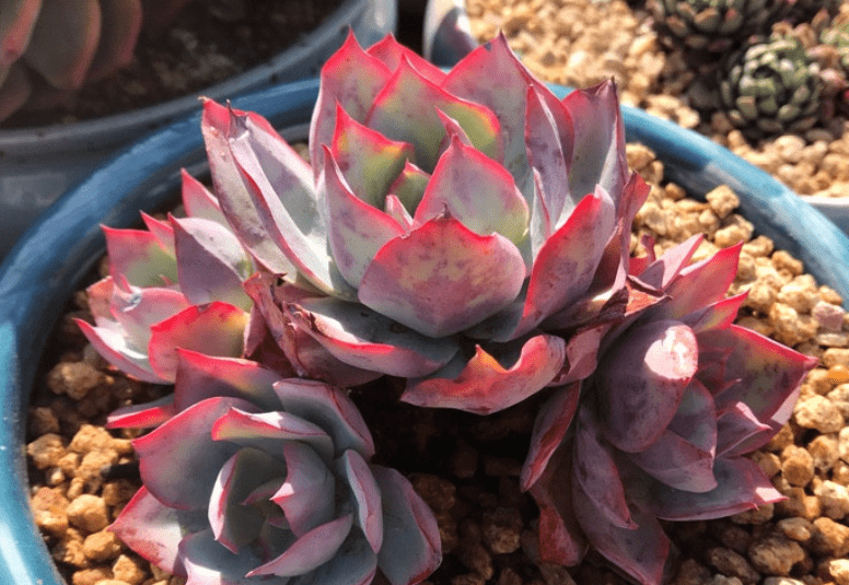 多肉龙赞尼虽有4个别名,且颜值堪比蓝光,但它们不是同一种多肉_叶片