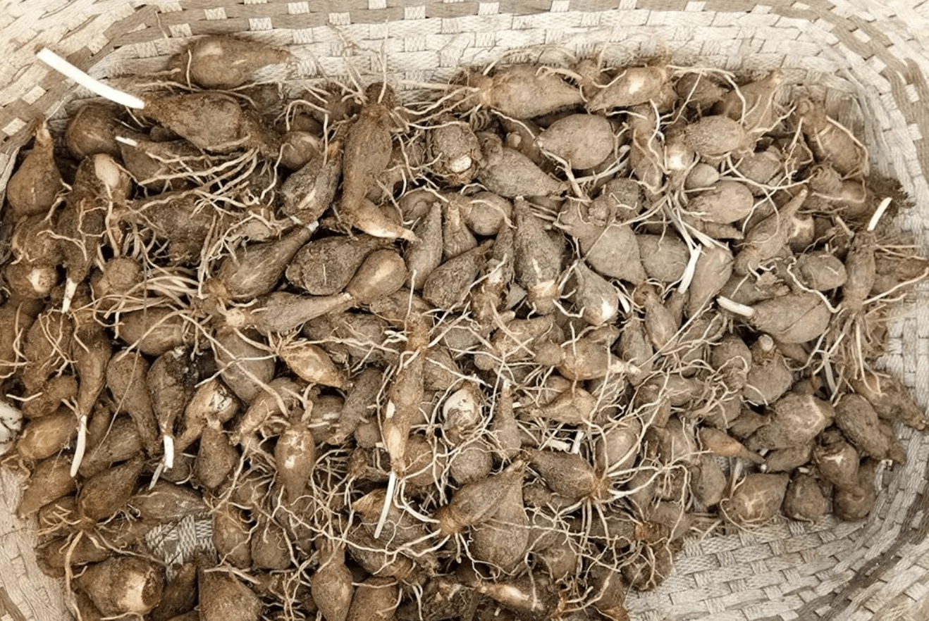 深山里才有,人称绵枣儿,鳞茎比蒜瓣大,煮2天2夜变甜,看馋了_零食_植物