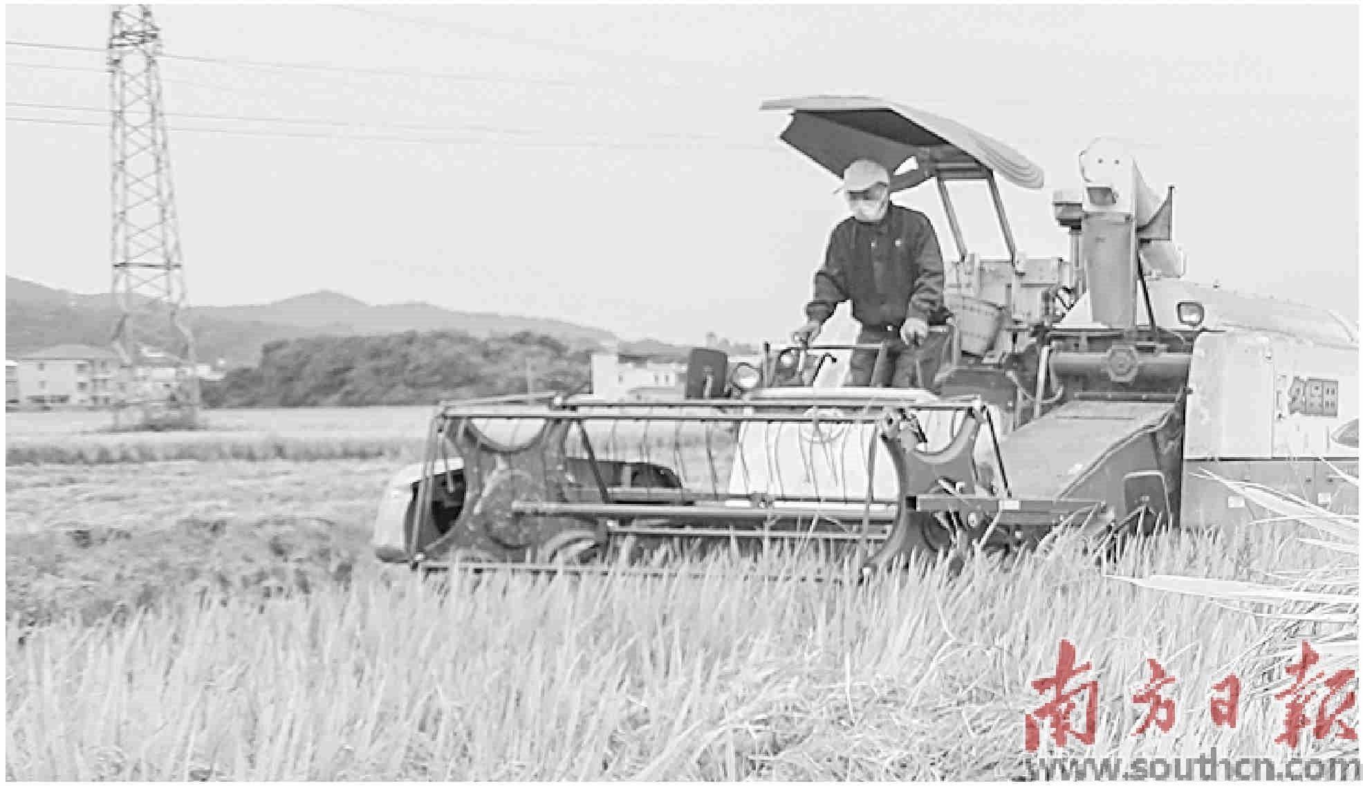 昔日“撂荒地” 今日“淘金田”_种植_红薯_长潭镇
