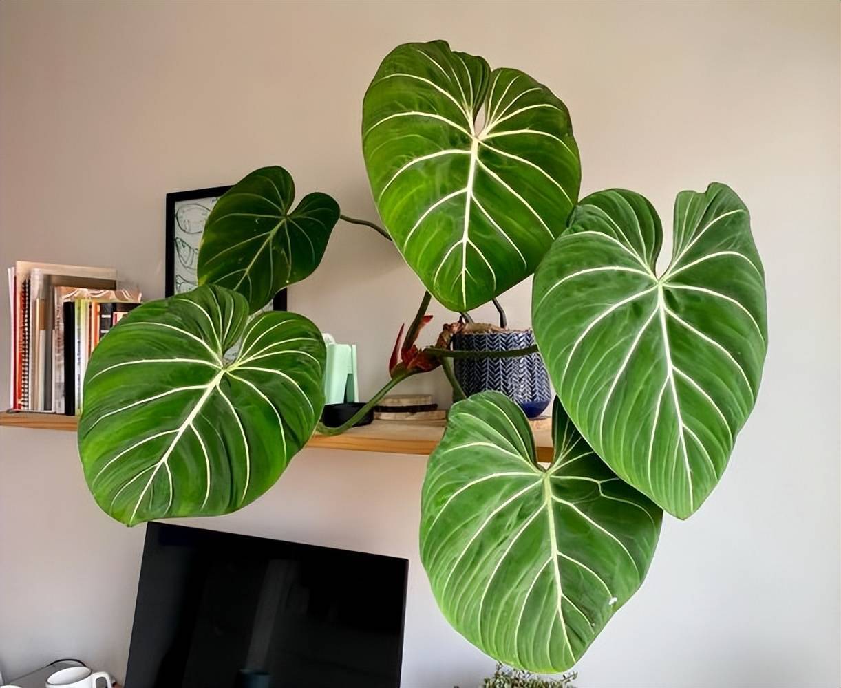鲜花绿植的诗意生活：春天脚步近