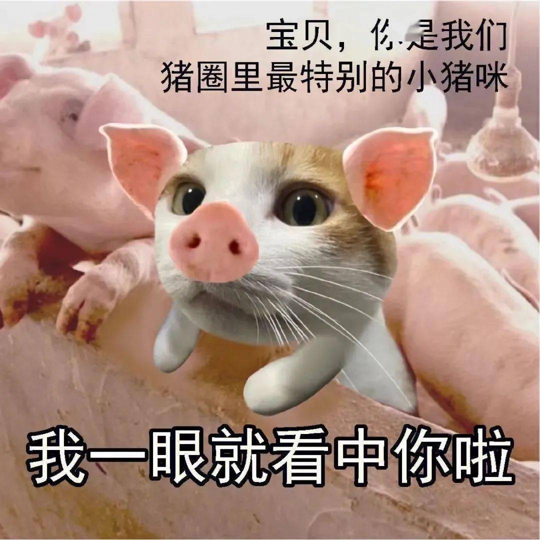 今天分享的表情包,除了部分是原创外,大部分是从各种聊天群,微博热门