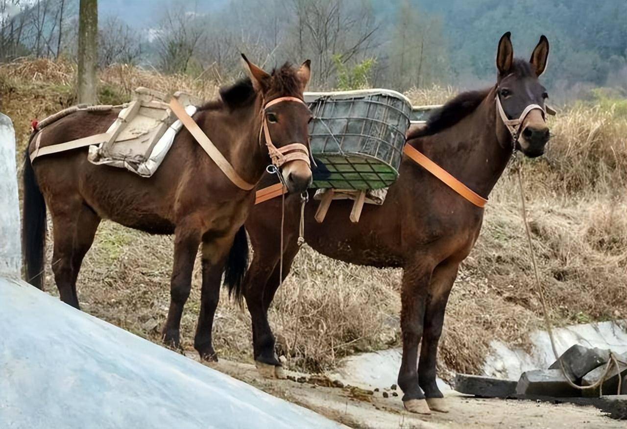 兩者有何不同_動物_體型_馬騾