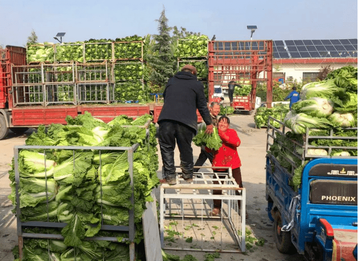 蔬菜红娘"百万订单"让群众吃下"定心丸"_翟家村_泾阳县_驻村