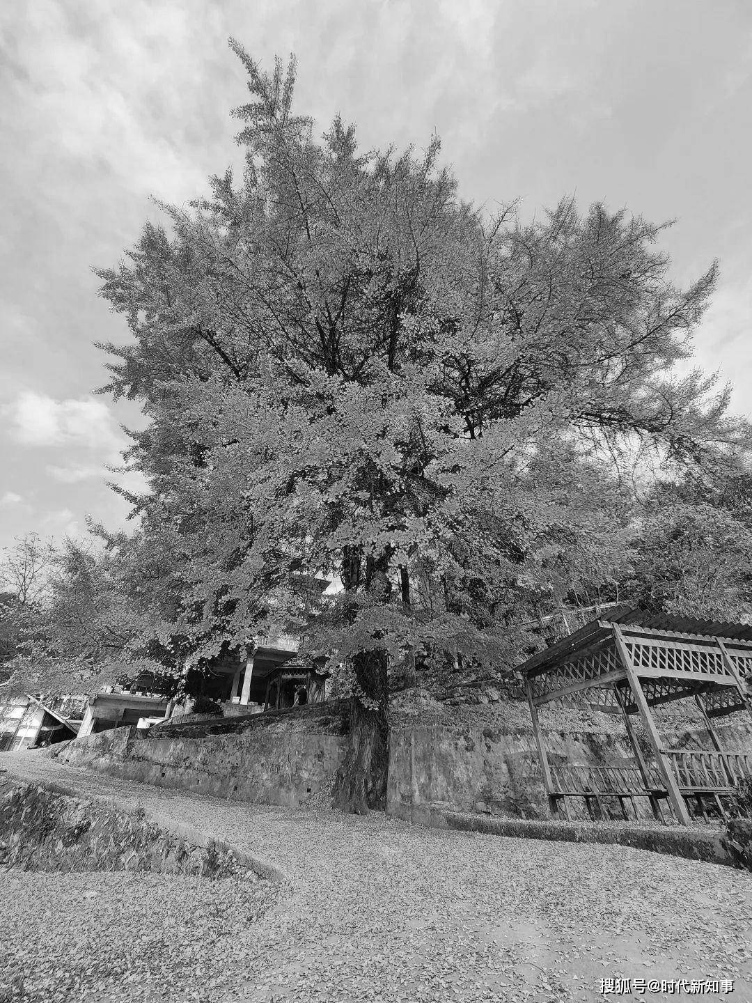 遵义这棵750年的古银杏成了网红打卡点