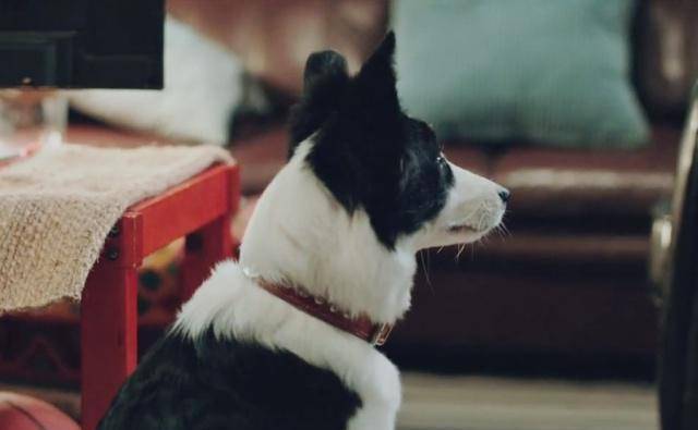 水熊虫一系列无厘头的表现让大家印象深刻,不着调是