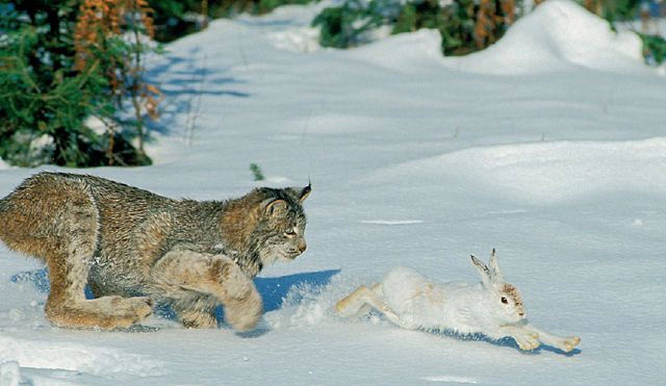 猞猁的难言之隐:冬季山里的无冕之王,杀狼捕鹿,却严重依赖雪兔_数量