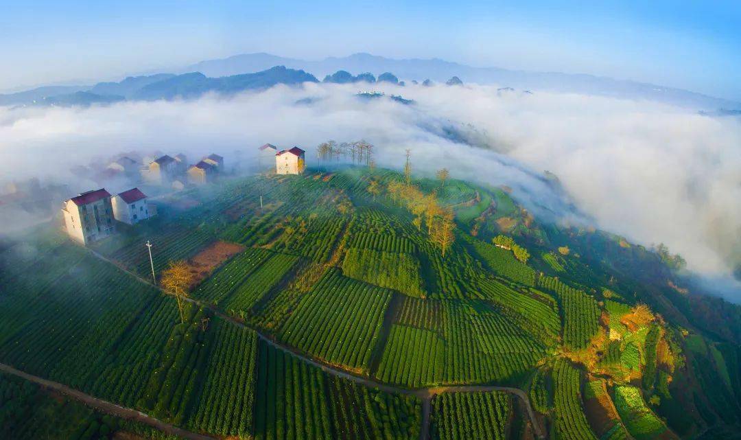 江南茶区大多数为低山丘陵,地势低缓,土壤基本上为红壤,黄壤,土层深厚