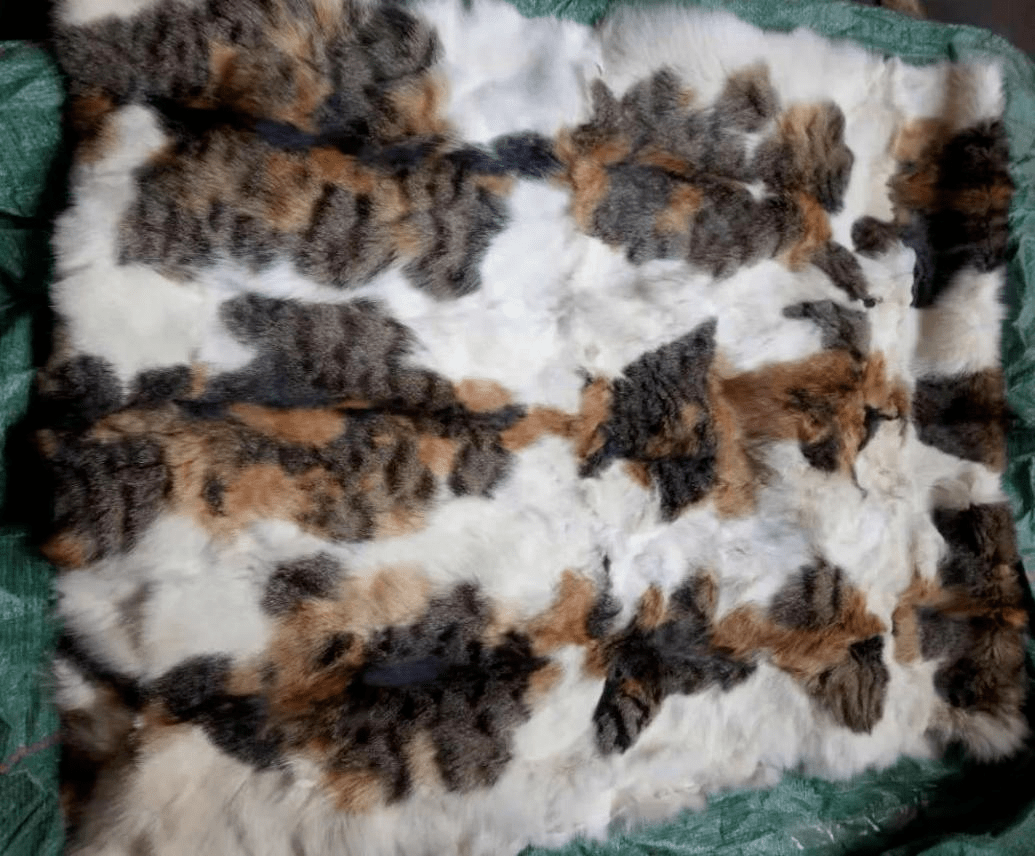 20只小猫被活剥,主播卖猫皮大衣惹众怒:背后的真相太可怕!