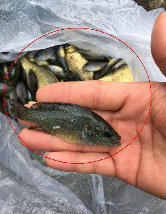 义乌河道现"花鲫鱼",迅速繁殖数量众多,当地人:泛滥了_什么_危害_个头