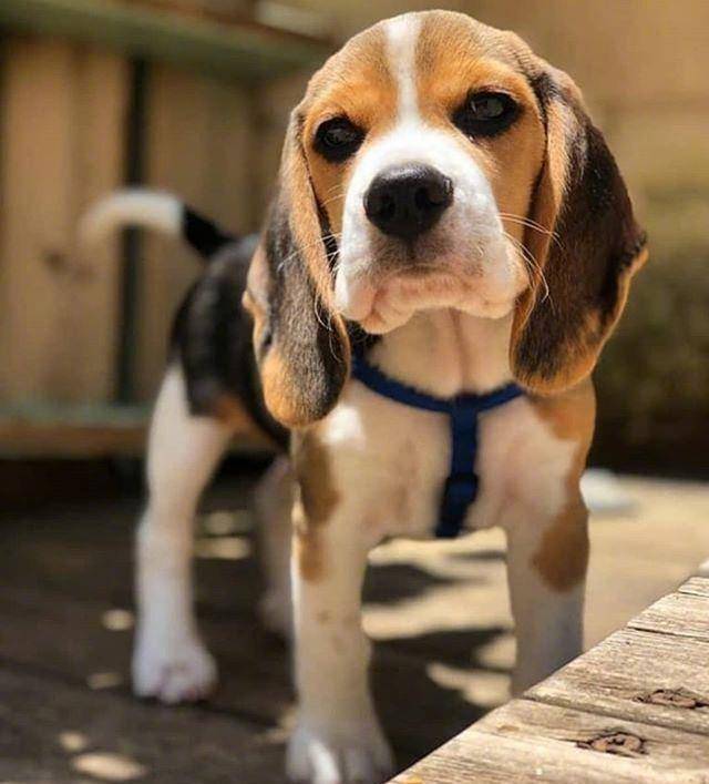 感受一下这只大耳朵和萌萌的外表小恶魔狗砸吧!_样子