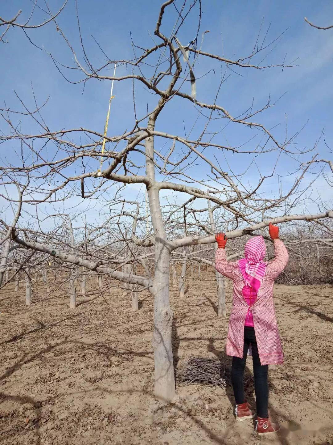 苹果树冬剪时调整树形和调控树势要紧密结合