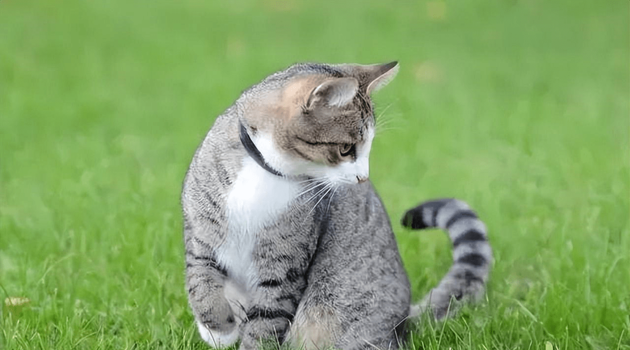 猫咪为何痴迷追尾巴?原因不是你想的那么简单_主人_压力_时候
