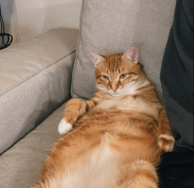"_猪猪_猫咪_小时候