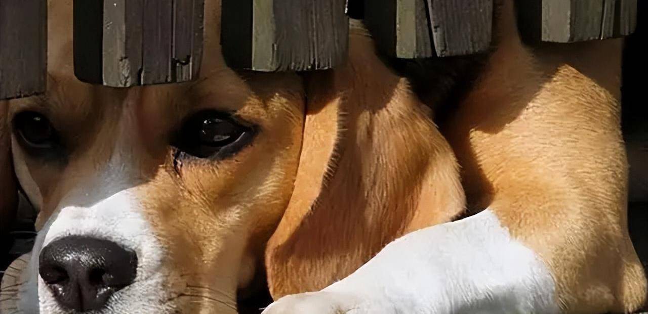 如鞭炮声,枪炮声,雷声以及重物落地的声音,都会让狗狗感到害怕