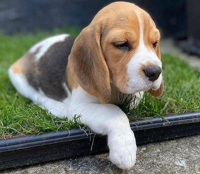 感受一下这只大耳朵和萌萌的外表小恶魔狗砸吧!_样子