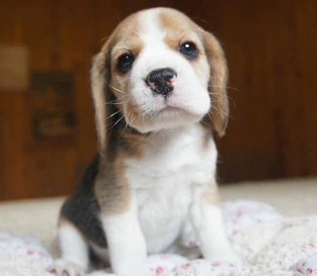 感受一下这只大耳朵和萌萌的外表小恶魔狗砸吧!_样子