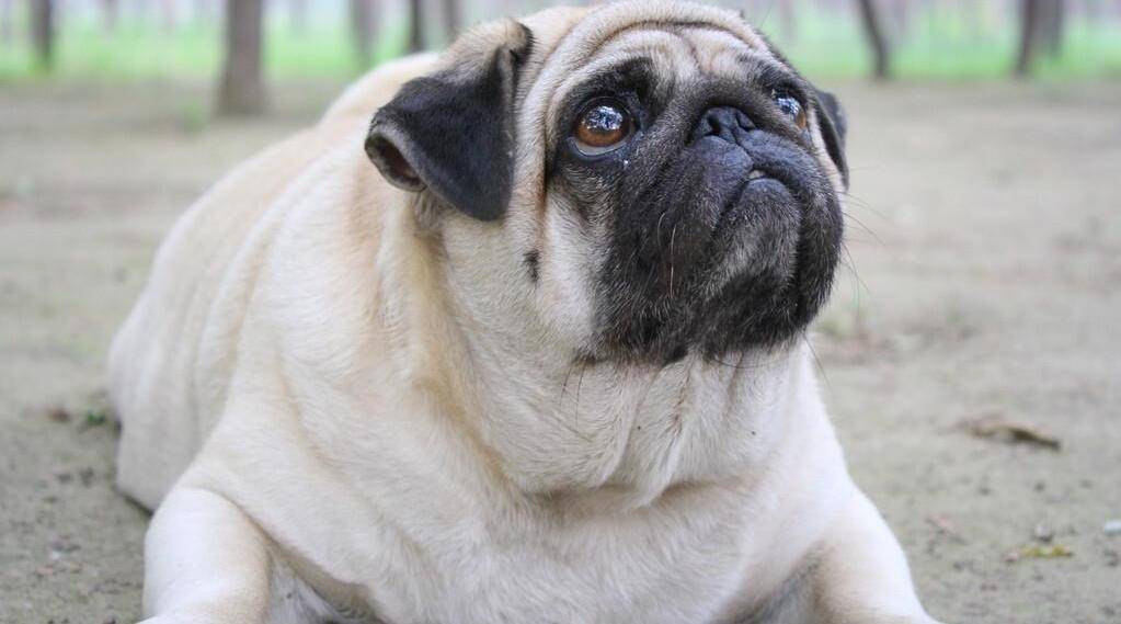 到底什么样的狗狗适合我?_问题_中型_运动量