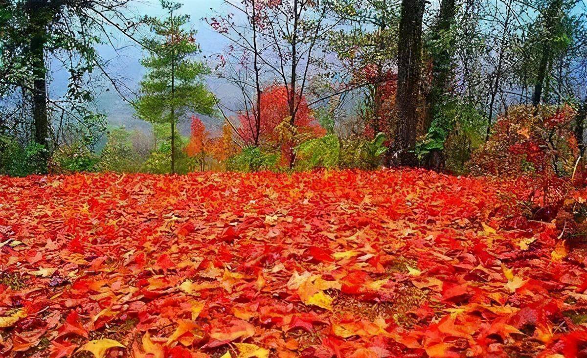 寒冬之时,广西德保县却是枫叶似火,还有可爱的小矮马_百色_红叶_景观
